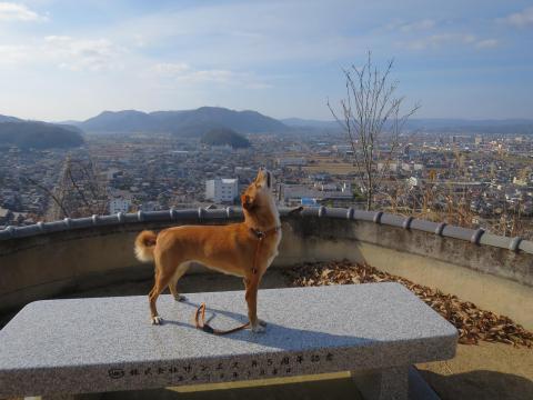 犬